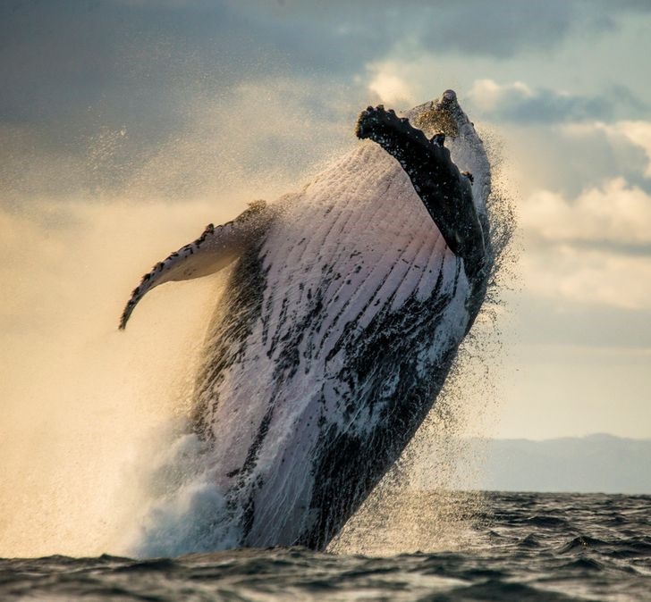 Và đây là cá voi! Bạn có biết rằng các nhà khoa học vẫn tò mò tại sao cá voi nhảy lên khỏi mặt nước? Tuy nhiên, tính xã hội hay sự cảnh giác của cá voi hiện là lời giải thích phổ biến nhất. Ở đây, chúng ta đang được chiêm ngưỡng một “tuyệt tác nhảy trên mặt nước” của chú cá voi này.