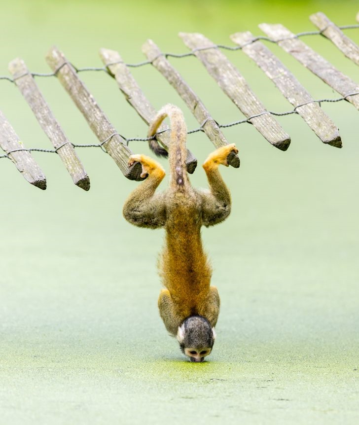 Mặc dù con khỉ sóc nhỏ từ rừng nhiệt đới Costa Rica này có vẻ ngọt ngào và không tự vệ, nhưng nó được coi là một trong những con khỉ thông minh nhất trên Trái đất do bộ não lớn so với cơ thể nhỏ bé của nó! Một sự thật đáng kinh ngạc khác: khỉ sóc là một trong số ít những con khỉ sử dụng đuôi của chúng để cân bằng (giống như một con sóc). Và vâng, nó có thể uống nước trong khi treo ngược.
