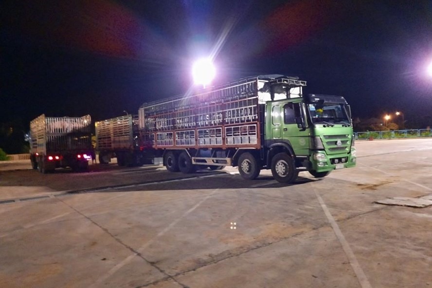 Xe chở lợn nhập khẩu làm thủ tục tại cửa khẩu Lao Bảo. Ảnh: Biên Phòng