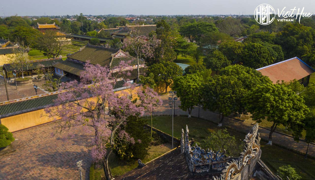 Những cây muối, cây xà cừ, cây bao báp xứ châu Phi, cây thích xứ lạnh châu Âu, hay cây ngô đồng đã đi vào thơ văn… đều hiện diện đâu đó ở Huế. Ảnh: Lê Huy Hoàng Hải