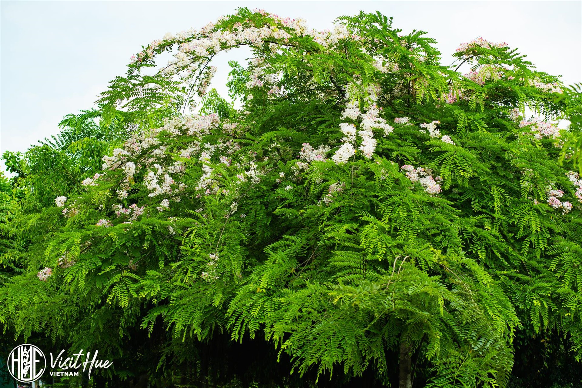 Loài cây này có tên khoa học là Cassia javanica, nguồn gốc từ Đông Nam Á. Đây là loài cây ưa sáng, ưa đất sâu. Ảnh: Lê Đình Hoàng