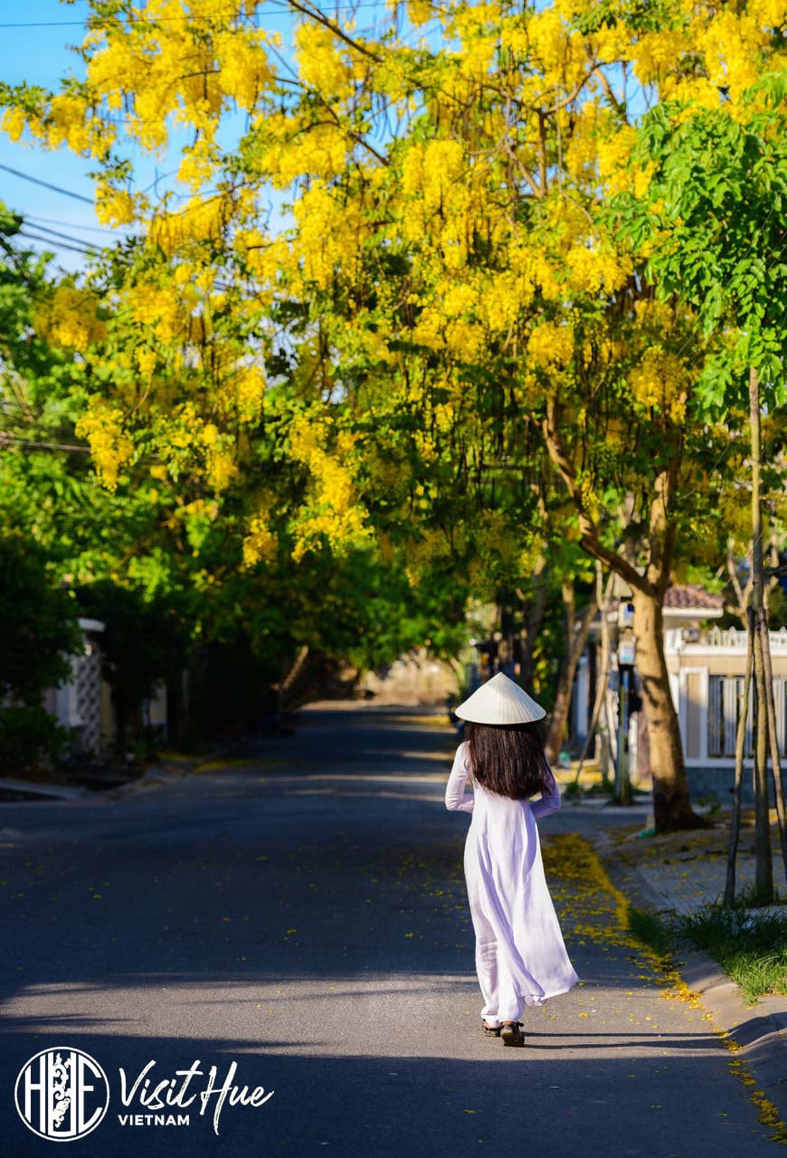 Đặt chân đến đất Huế từ từ tháng 4 đến tháng 6 hàng năm, bạn sẽ được ngắm sắc vàng đậm cùng mùi hương đặc trưng của hoa phủ mọi ngả đường từ Ngô Quyền, Lê Duẩn, Trần Hưng Đạo, Nguyễn Huệ đến dọc hai bên sông An Cựu, đôi bờ sông Hương, hay trên những góc sân trường… Ảnh: Lê Huy Hoàng Hải