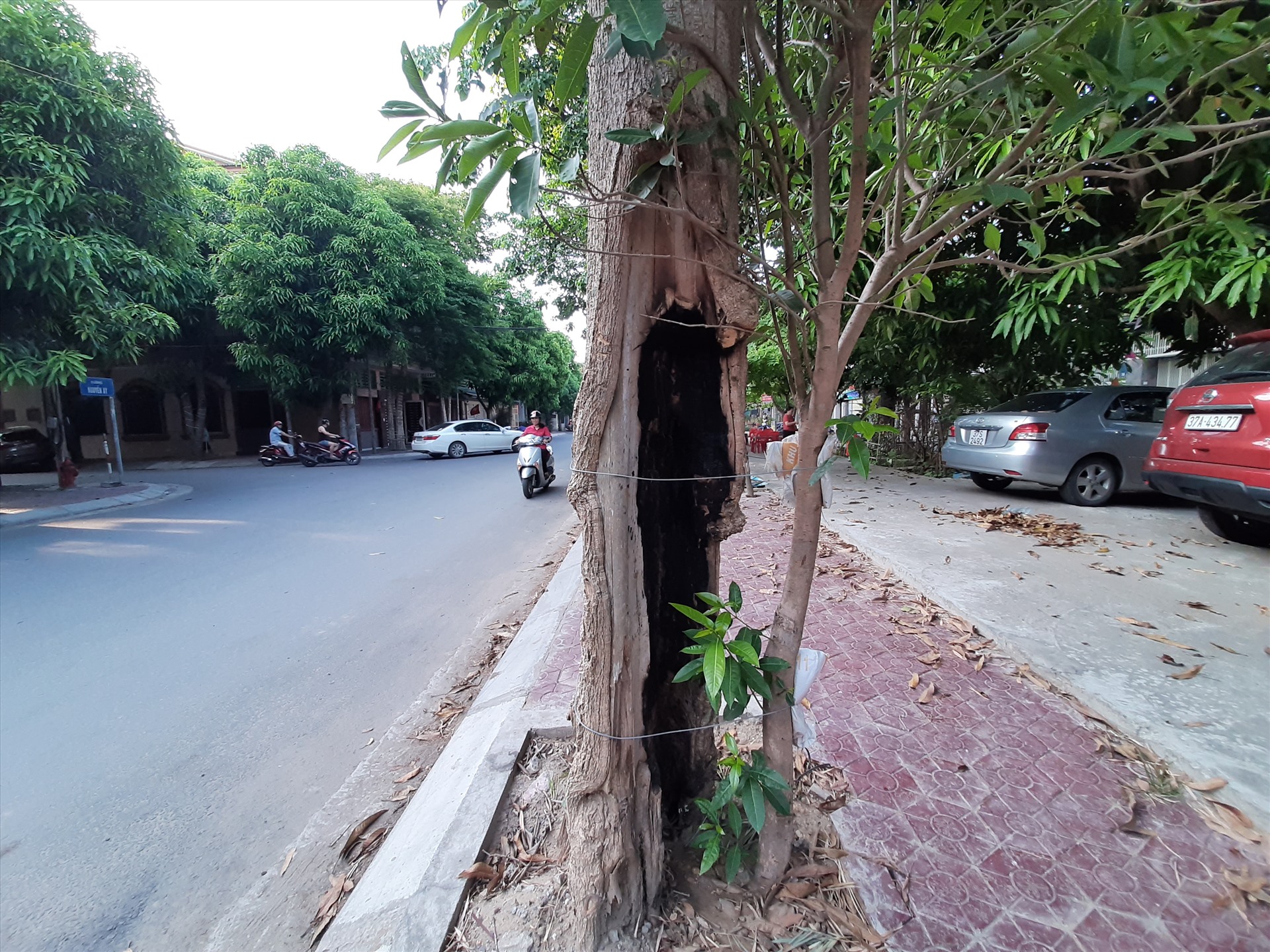 Nhiều gốc cây trên tuyến đường Nguyễn Xí đã bị mục ruỗng từ nhiều năm nay nhưng không được thay thế. Ảnh: Tuấn Quỳnh