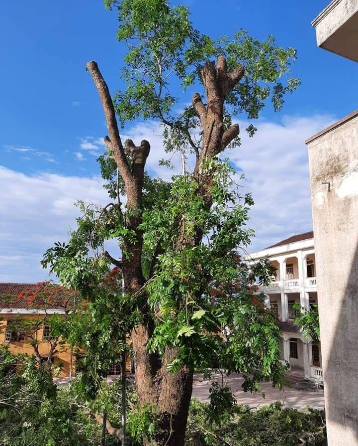 Một cây xà cừ trong trường học ở Nghệ An bị tỉa cành quá mức. Ảnh: Trần Trung
