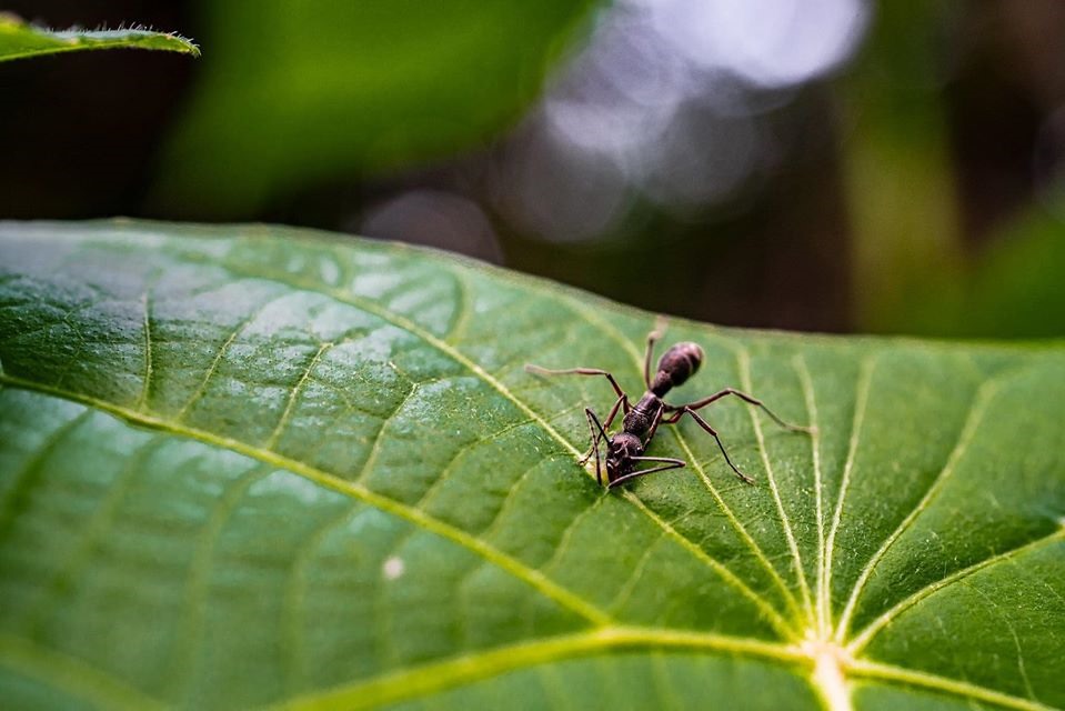 Vườn Quốc gia Phong Nha - Kẻ Bàng được công nhận Di sản thiên nhiên thế giới lần thứ hai, là cơ sở, động lực để Quảng Bình tiếp tục bảo vệ toàn vẹn nguồn tài nguyên thiên nhiên với các hệ sinh thái rừng đa dạng và phong phú, các loài động thực vật quý hiếm có nguy cơ tuyệt chủng.  Ảnh: Jungle Boss