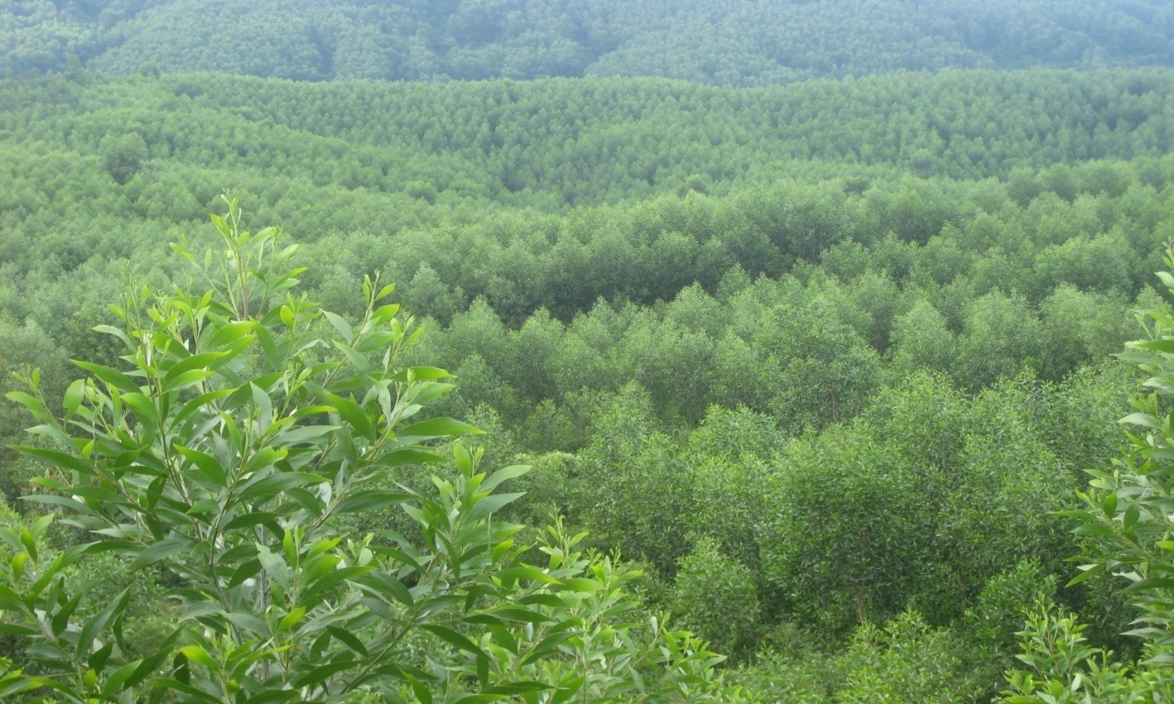 Ngành lâm nghiệp phấn đấu nâng tỉ lệ che phủ rừng Tây Nguyên lên 49,2%. Ảnh: Lâm nghiệp