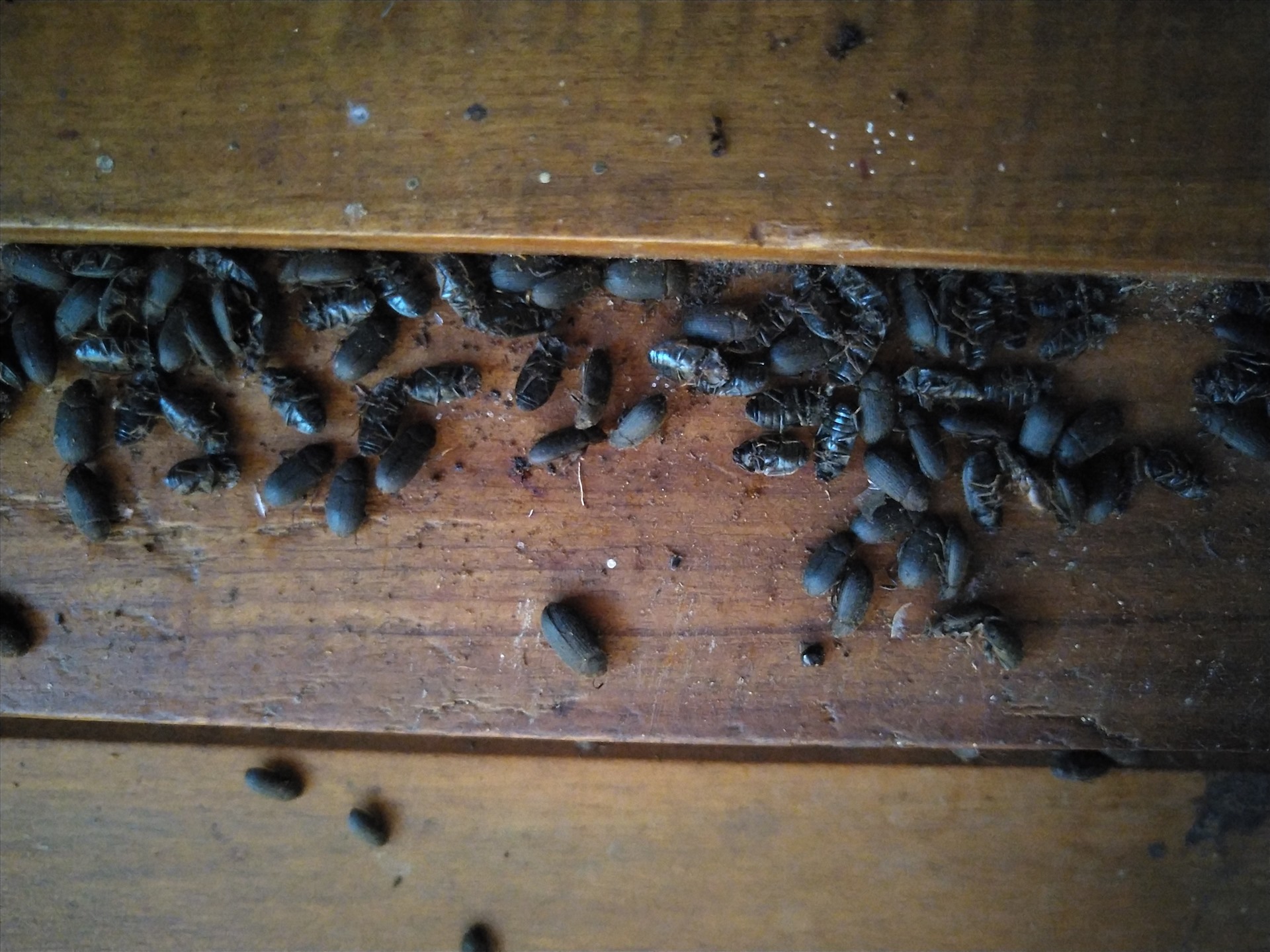 Nạn bọ đen xuất hiện từ 3 năm nay khiến đời sống người dân đảo lộn. Ảnh Thanh Tuấn