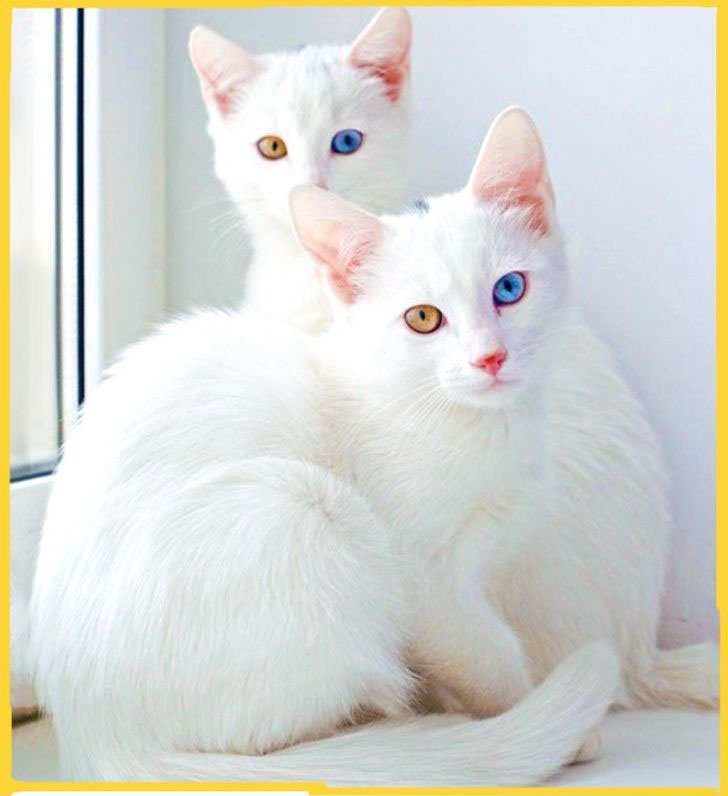 3. Mèo Khao Manee: 7.000 – 11.000 USD (160 – 250 triệu đồng). Mèo Khao Manee được biết tới biệt danh chú mèo có “Đôi mắt Kim Cương”. Đây Là giống mèo hiếm và cổ xưa của Thái Lan được phát hiện từ hàng trăm năm trước. Mèo Khao Manee thường có bộ lông màu trắng, trơn. Mèo Manee đặc biệt được nhà vua Thái Lan Rama V coi là một thành viên hoàng gia và được vinh dự ban cho danh hiệu Hoàng thân Khao Manee.Đây là giống mèo có ngoại hình, kích cỡ trung bình và giao tiếp thông minh bậc nhất, chúng thân thiện và gần gũi với con người. Ảnh: Brightside