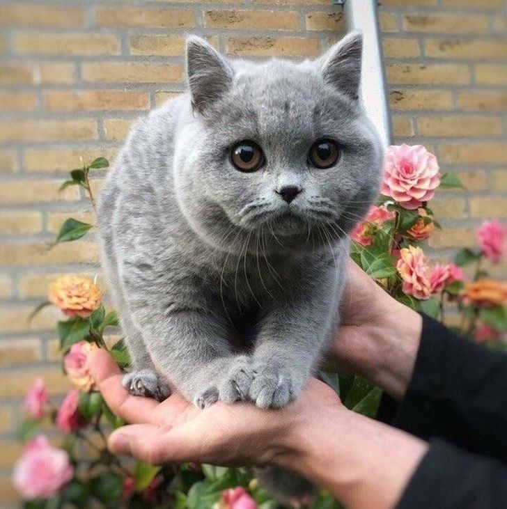 Hình ảnh của một chú mèo đắt nhất thế giới đã được công bố! Vẻ đáng yêu và dễ thương của con vật này đã thu hút hàng triệu trái tim khắp nơi. Bạn muốn xem hình ảnh này và tìm hiểu thêm về chú mèo này? Hãy nhấn vào liên kết sau đây!