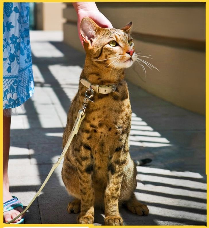 1.Mèo Ashera: Giá từ 22.000 – 100.000 USD ( 500 triệu – 2 tỉ đồng). Đây là giống mèo hiếm lai giữa giống mèo hoang dã Serval Châu phi, mèo rừng Châu Á và mèo nhà. Loài mèo này được mệnh danh là mèo nhà lớn nhất, hiếm nhất và có vẻ đẹp kì lạ nhất. Chúng sở hữu chiều cao hơn 1m và có bộ lông vằn vẹn như hổ. Ảnh: Brightside