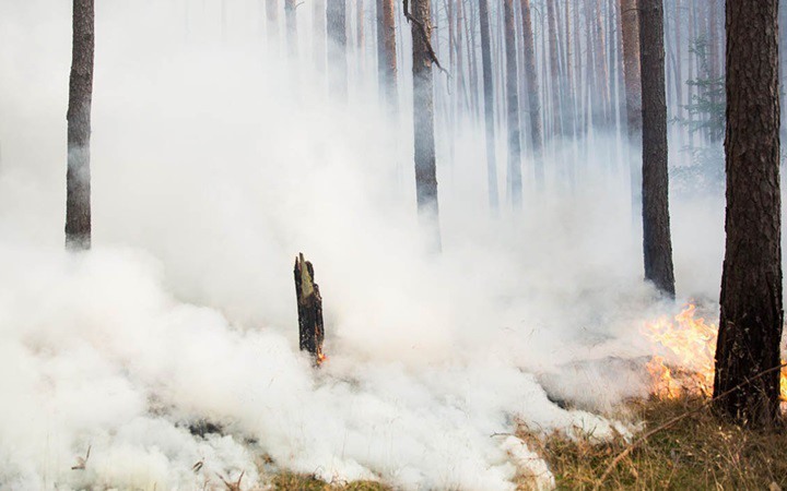 Đám cháy rừng ở gần Potsdam, miền Đông nước Đức. Hàng chục đám cháy rừng đã bùng phát tại các quốc gia Bắc Âu và nghiêm trọng nhất là tại Hy Lạp do nắng nóng kỷ lục. Ảnh: AFP