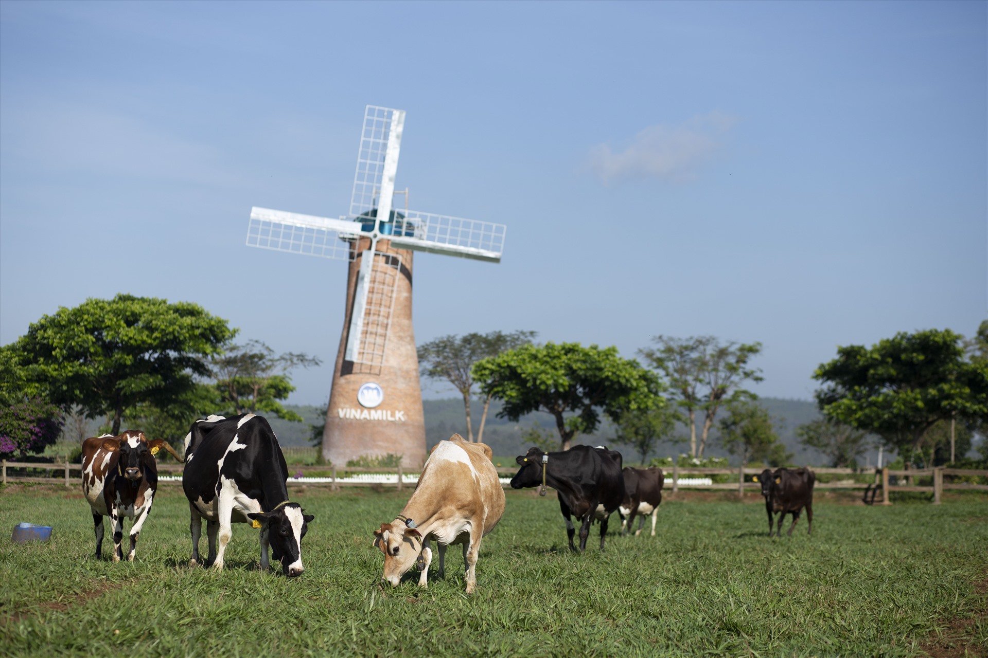 Vùng nguyên liệu sữa tươi lớn với 12 trang trại đạt chuẩn quốc tế góp phần giúp sản phẩm sữa tươi của Vinamilk dẫn đầu phân khúc trong nhiều năm liền.