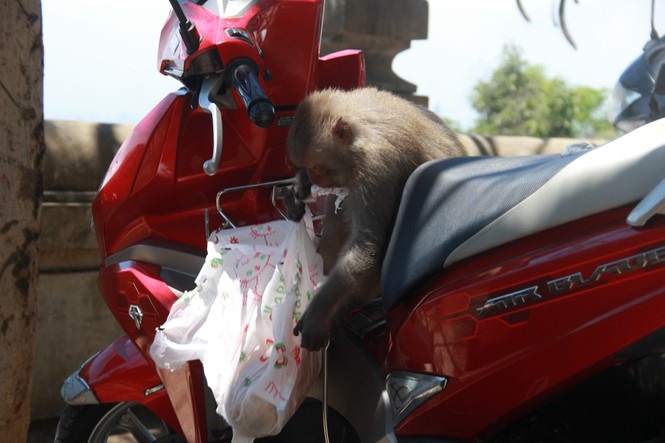Khỉ vàng dạn dĩ tìm kiếm thức ăn trên xe máy của khách gửi, vào viếng chùa Linh Ứng (ảnh Thanh Trần)