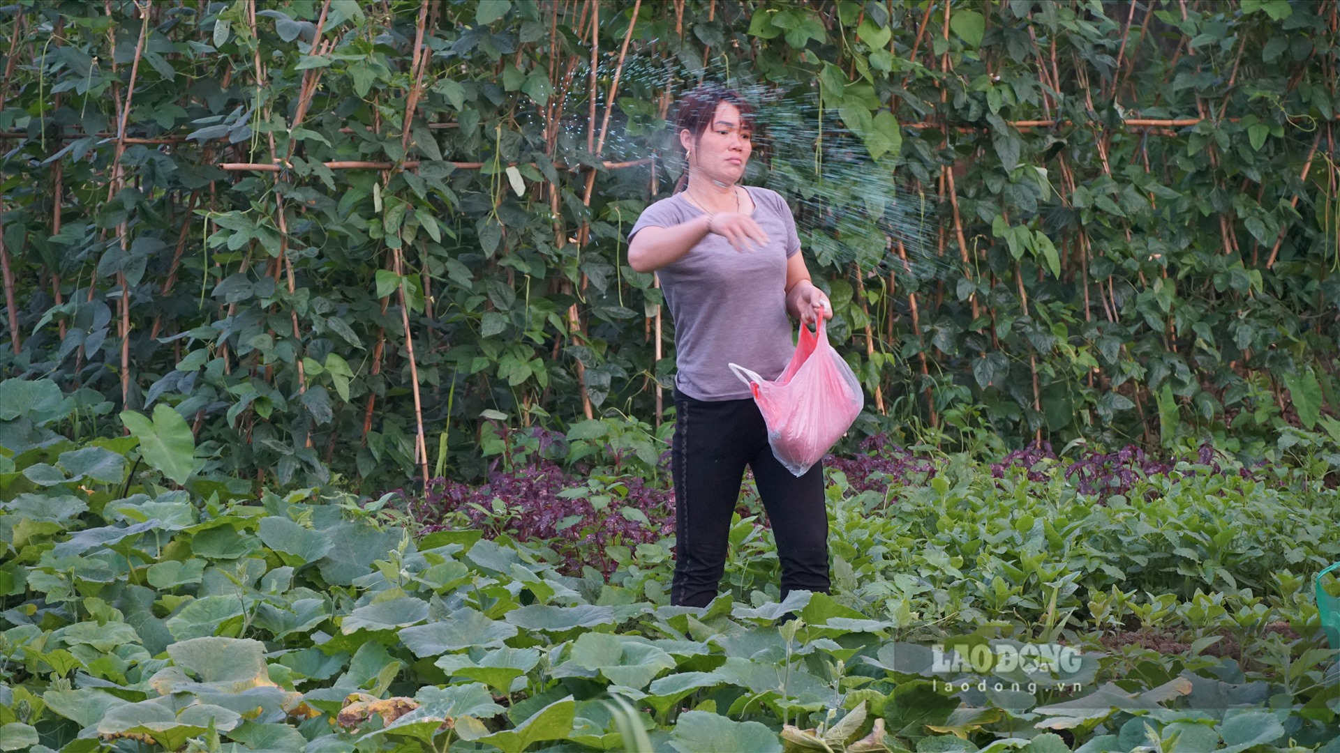 Cầm trên tay túi đồ nặng trĩu, Chị Trần Thị Xuân (vợ anh Phú) giải thích, số phân bón này sẽ giúp vườn rau của anh chị trụ qua mùa nắng nóng. Thời tiết oi bức nên cả nhà chả thiết tha ăn uống gì, chỉ có cái rau cái cỏ là dễ ăn, mát cơ thể.