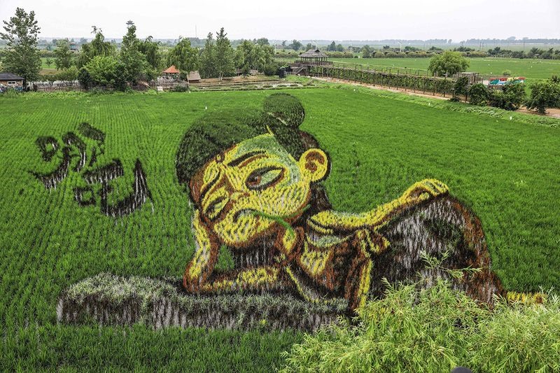 Tổng hợp với hơn 370 vẽ ruộng lúa mới nhất  Tin Học Vui