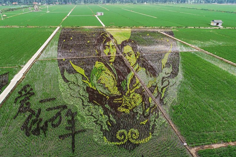 Nhờ nét đẹp này, hàng năm, thành phố Thẩm Dương luôn được chọn là nơi tổ chức lễ hội nghệ thuật trồng lúa, thu hút lượng lớn khách du lịch đến chiêm ngưỡng các tác phẩm. Ảnh: AFP.