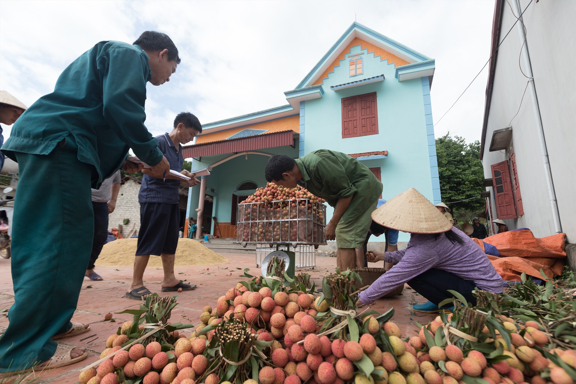 Thương lái đến thu mua vải ngay tại nhà của các hộ trồng vải ở xã Hộ Đáp, Lục Ngạn, Bắc Giang.