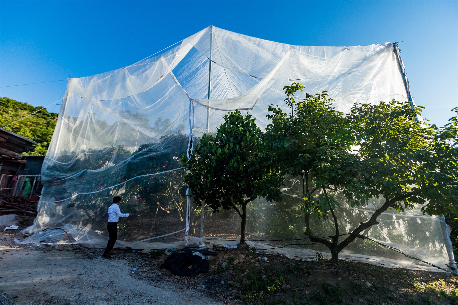 Một mô hình nhà màn để tránh sâu bệnh cho vải đang được thí điểm tại thôn Nam Dương, Lục Ngạn, Bắc Giang. Nếu thành công, mô hình sẽ triển khai trên diện rộng. Phương pháp này sẽ giúp giảm việc sử dụng thuốc trừ sâu.