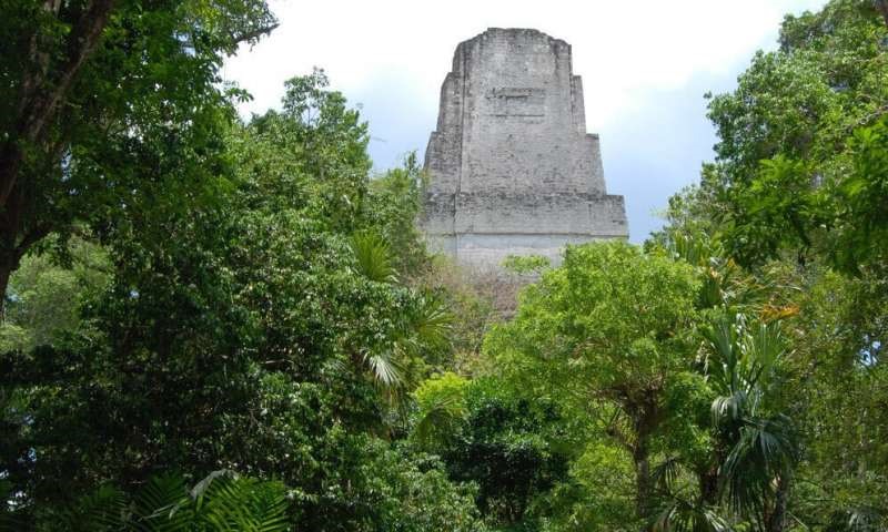Thành phố Tikal ngày nay. Ảnh: Phys.org.
