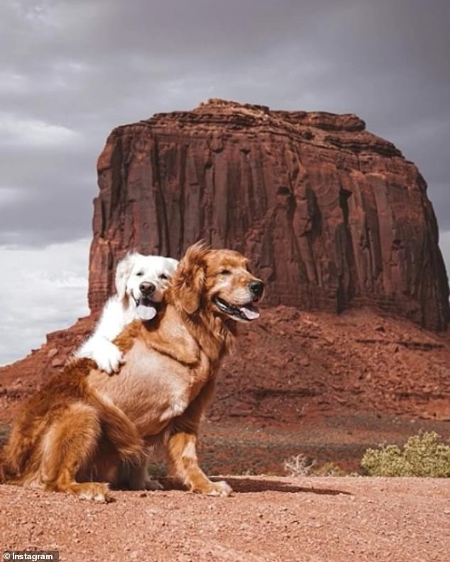Hai chú chó Watson và Kiko cùng hành động ngọt ngào của mình đã lan tỏa rộng rãi trên mạng xã hội. Ảnh: Daily Mail