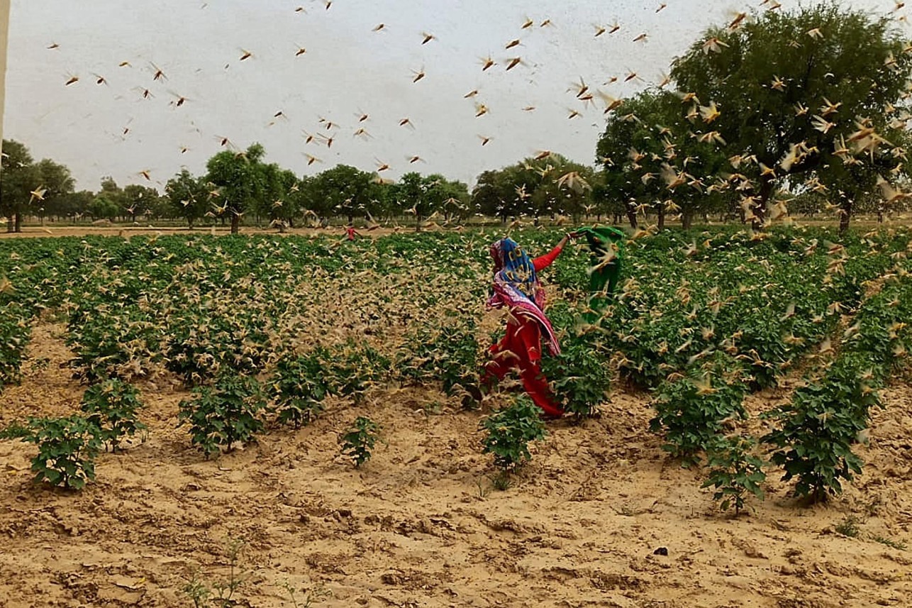 Đàn châu chấu ở Haryana, Ấn Độ. Ảnh: Getty