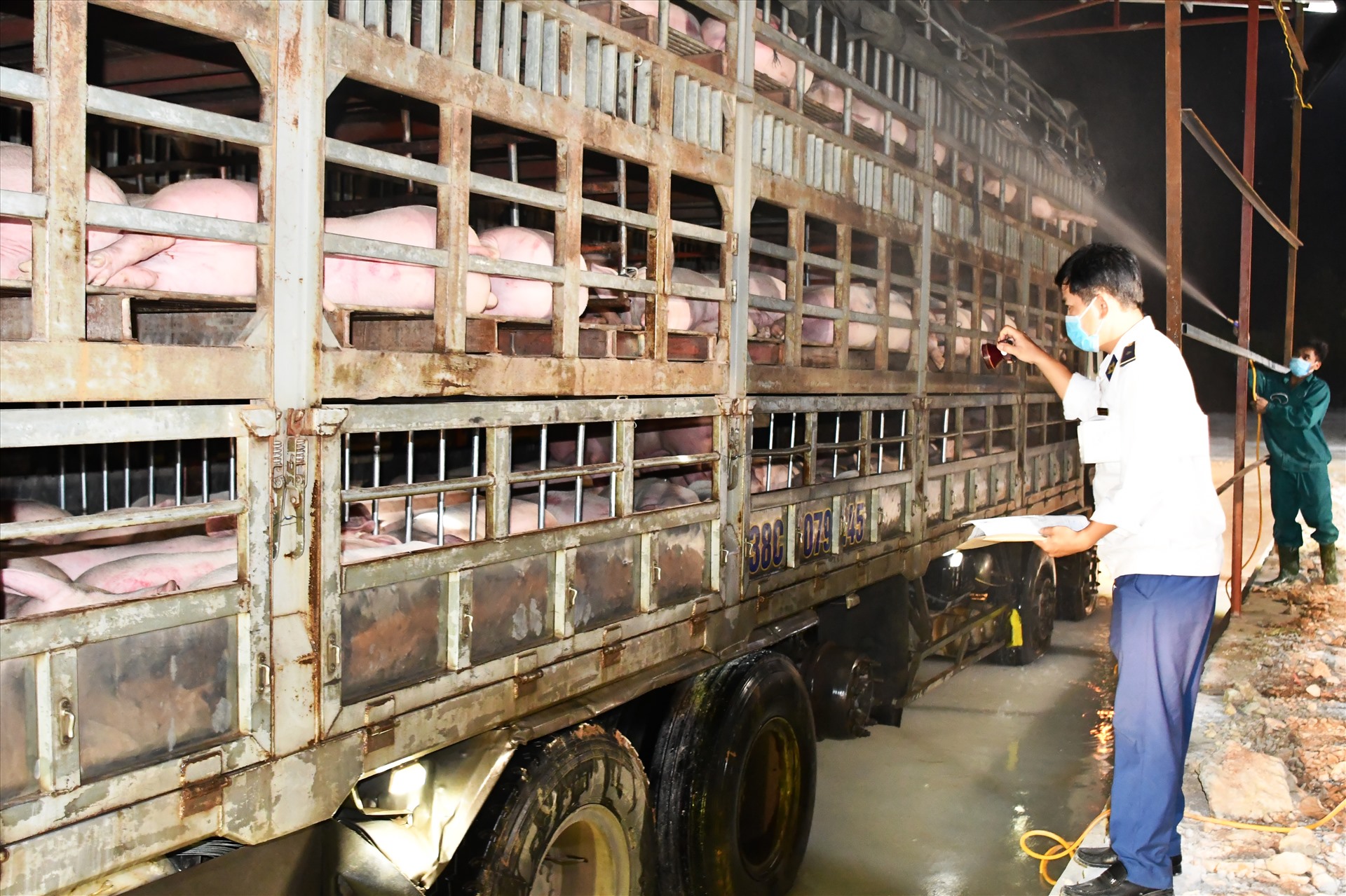 Kiểm dịch thú y lợn hậu bị Thái Lan trước khi nhập khẩu vào Việt Nam. Ảnh: Văn Giang