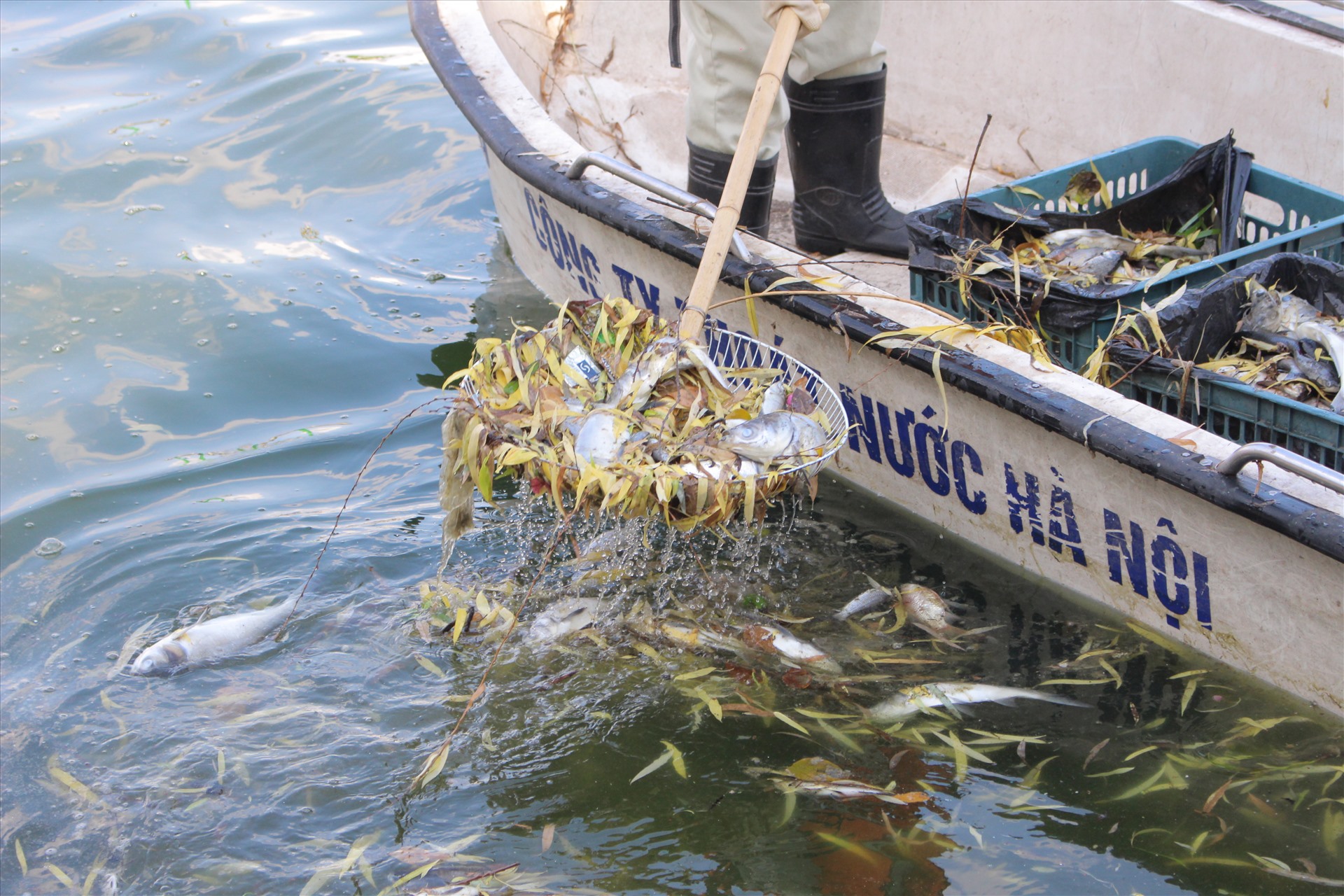 Nhân viên công ty thoát nước Hà Nội xử lý, vớt cá từ dưới hồ lên