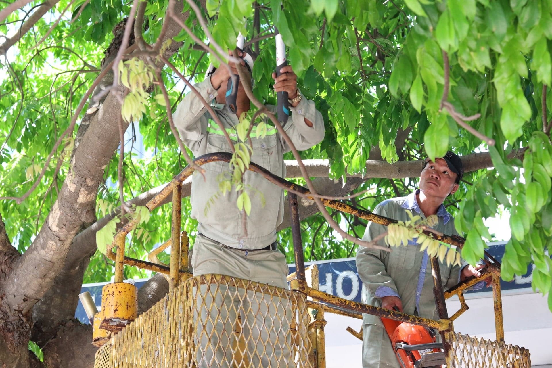 Công tác cắt tỉa cây trước mùa mưa bão được tích cực triển khai trên tuyến phố Mai Dịch, Nguyễn Khả Trạc (Hà Nội).