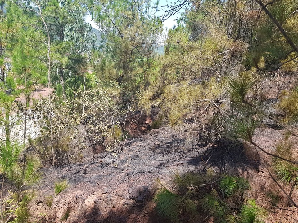 Sau nhiều giờ nỗ lực “cứu rừng” của cơ quan chức năng đám cháy đã được dập tắt hoàn toàn. Ảnh: Quang Đại