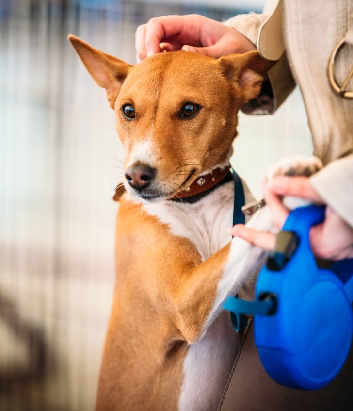 6. Chó Basenji Dường như những con chó này là thú cưng lý tưởng: chúng không ngửi, chúng không gây ra tiếng động và chúng trông rất đẹp. Nhưng nhược điểm của giống chó này là chúng quá tò mò, rất thông minh và thực sự khó kiểm soát. Các chuyên gia về chó nói rằng con chó này có thể biết rất rõ tất cả các mệnh lệnh của nó, nhưng mỗi khi bạn yêu cầu chúng làm gì đó, chúng sẽ quyết định xem chúng có muốn nghe hay không. Bên cạnh đó, không có con chó nào khác có thể trốn thoát tốt như chúng có thể: không có gì ngăn cản chúng, thậm chí không có hàng rào. Vì vậy, nếu bạn có một đứa con, bạn có thể không có đủ thời gian cho cả hai.