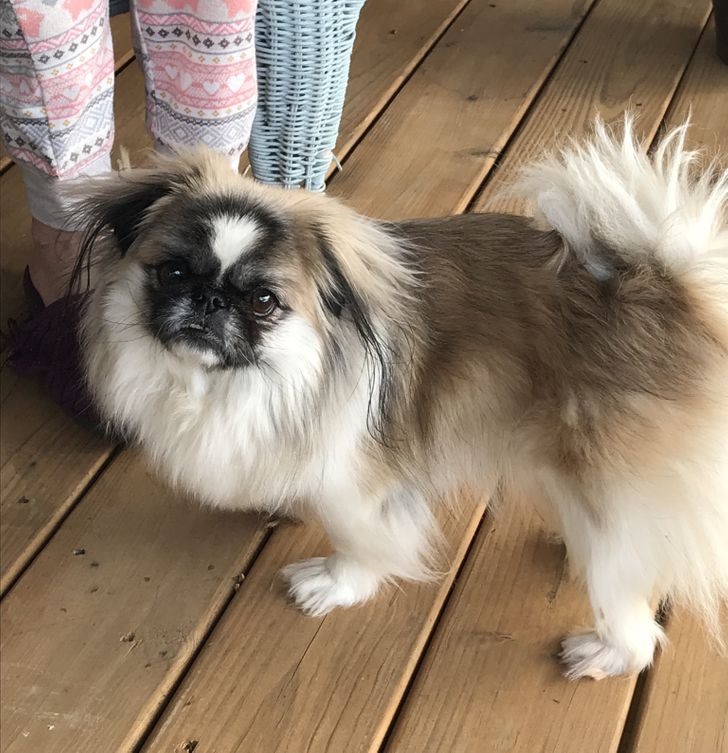 9. Chó Bắc Kinh - Pekingese Đặc điểm nổi bật nhất của bất kỳ chú chó giống Bắc Kinh nào là sự tự tin và kiêu kì. Đây là lý do tại sao nhiều con chó thuộc giống chó này không thích những đứa trẻ gây ra tiếng động, chạm vào chúng hoặc cố gắng ôm chúng. Nếu bạn muốn tìm kiếm một chú chó yêu trẻ con, bạn nên bỏ qua chó Bắc Kinh ra khỏi danh sách của mình.