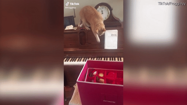 Video chú mèo lông vàng ở Mỹ và phản ứng hoản loạn của nó với cây đàn Piano đã thu hút 1,2 triệu lượt xem trên Tik Tok. Ảnh: Daily Mail