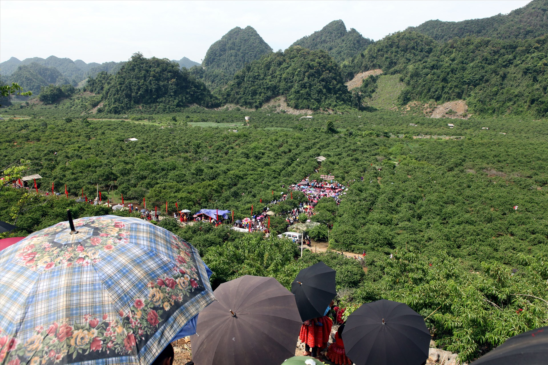 Ngày hội hái mận được tổ chức tại thung lũng Nà Ka (xã Tân Lập, huyện Mộc Châu) thu hút đông đảo du khách.