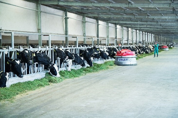 : Trang trại bò sữa Vinamilk Tây Ninh ứng dụng cách mạng số 4.0 toàn diện và công nghệ hiện đại của Mỹ, Nhật, Châu Âu trong chăn nuôi và quản lý.