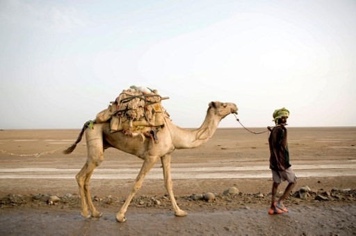 Lạc đà chính là phương tiện vận chuyển muối giúp người dân ở nơi nắng nóng nhất trái đất. Ảnh: AFP