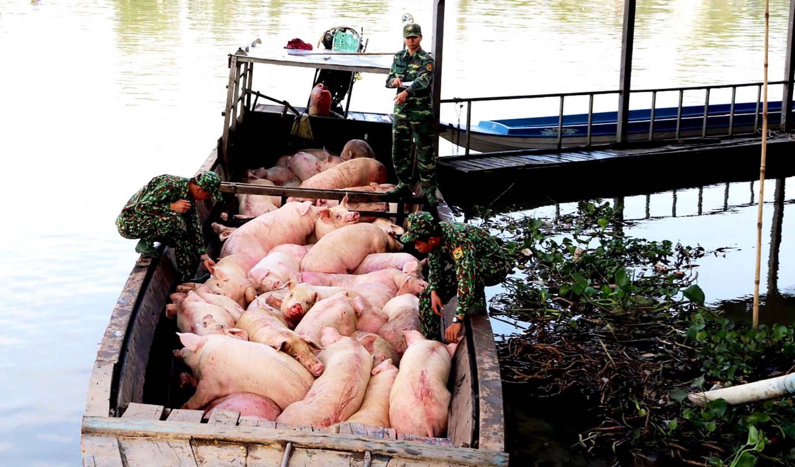 Một vụ nhập lậu lợn sống bị lực lượng Bộ đội biên phòng tỉnh An Giang bắt giữ. Ảnh: Chiến Khu