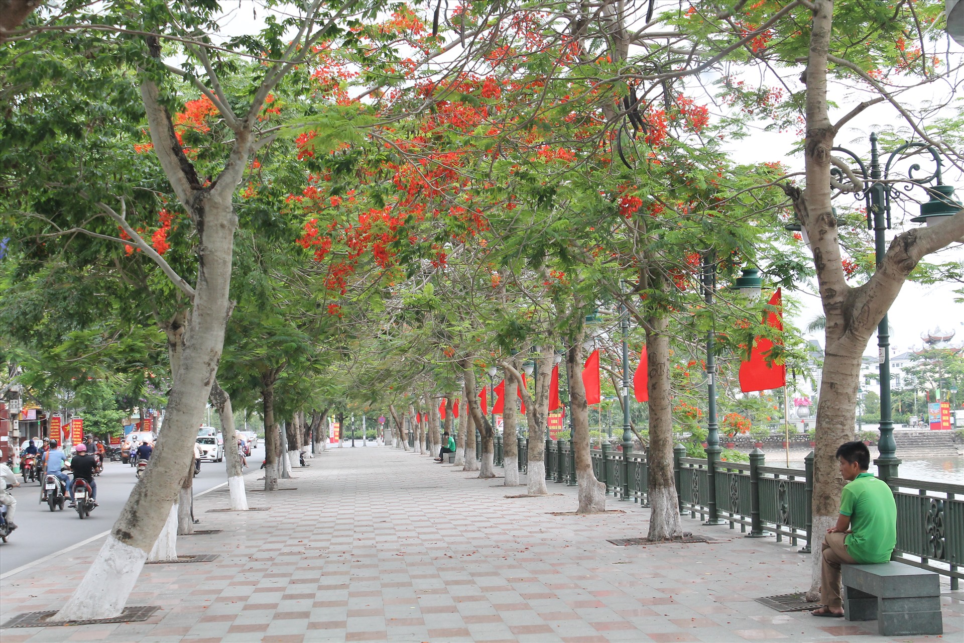 Người dân Hải Phòng lo ngại cây phượng biểu tượng của thành phố bị chặt hạ hàng loạt sau sự cố tại TP Hồ Chí Minh. Ảnh MD