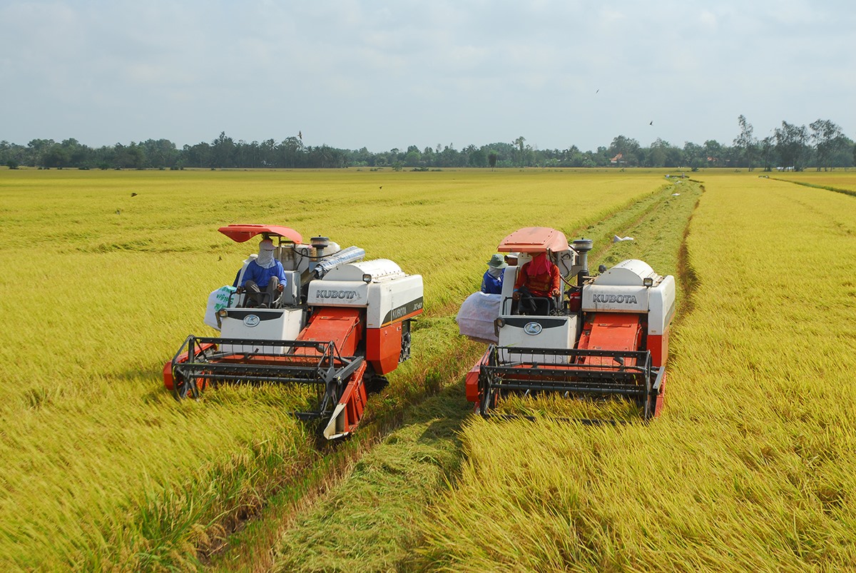 Thu hoạch lúa hè thu ở ĐBSCL. Ảnh: TR.L.