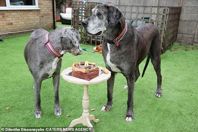 Sinh nhật của chú chó Freddy và em gái Fleur. Ảnh: Daily Mail