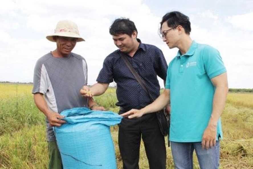 Cán bộ Phòng NNPTNT huyện Ea Súp cùng HTX Giảm nghèo Ea Súp kiểm tra chất lượng lúa ST24 trồng thử nghiệm theo phương pháp hữu cơ. Ảnh: Nông nghiệp