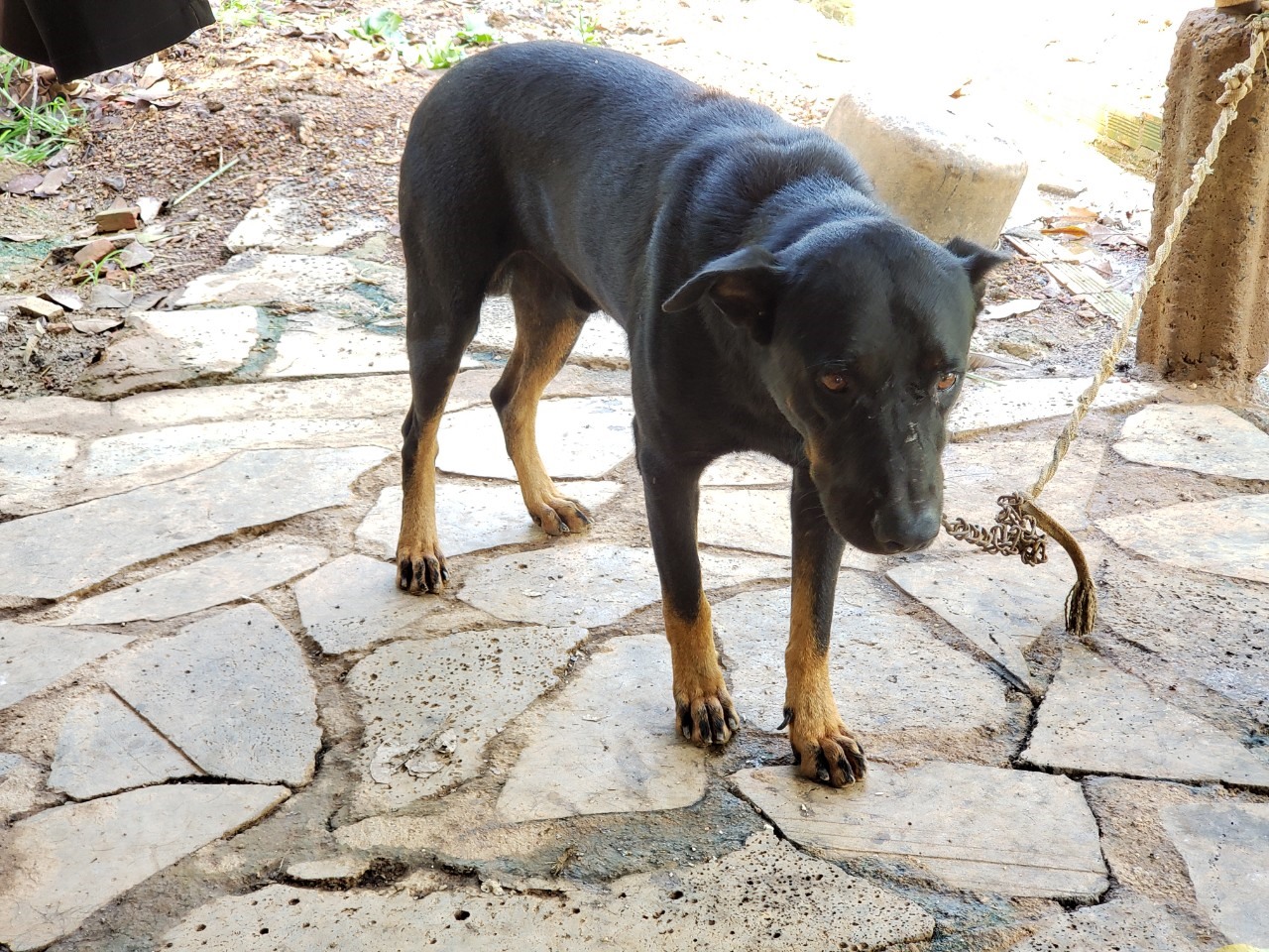 Con chó nhà của ông Nguyễn Hoàng Dũng buổi tối được thả “rông” đến sáng ngày hôm sau. Ảnh: Hà Anh Chiến