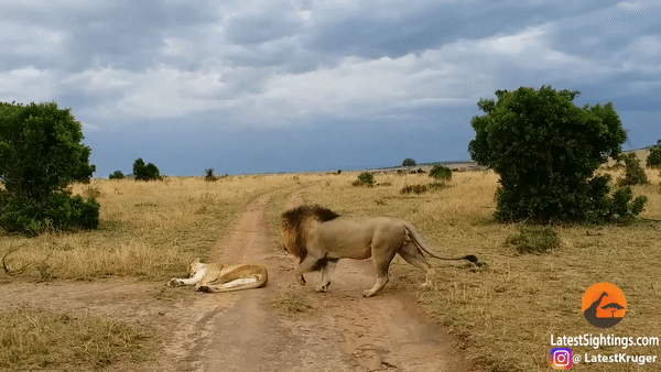 Phản ứng dữ dội của sư tử cái vì bị đánh thức. Ảnh: Latestkruger
