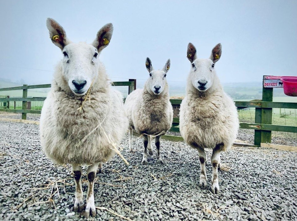 Cừu đực trưởng thành sẽ có trong khoảng 140–175 kg và một con cừu cái trưởng thành có trọng lượng từ 90–120 kg.