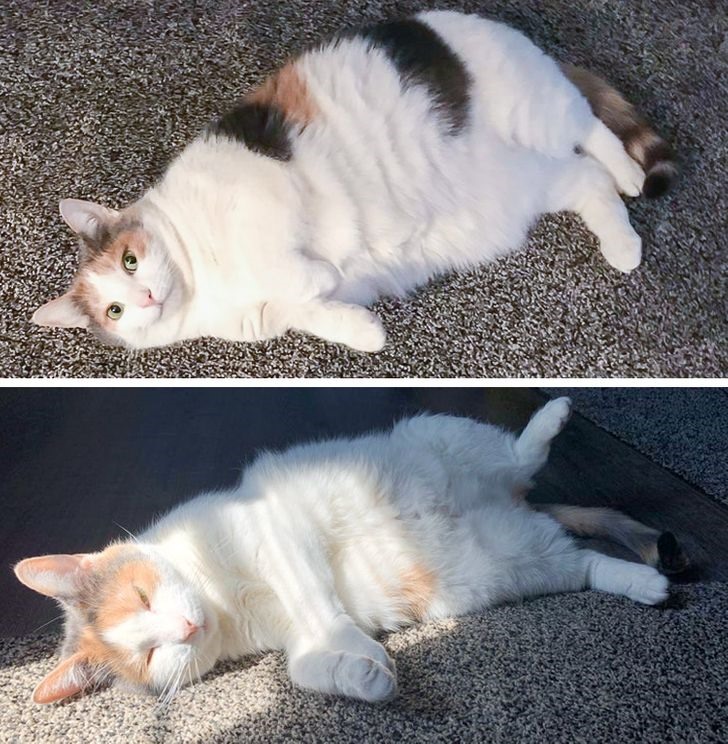 Sau khi được đi khám thì chú mèo này phát hiện mình bị béo phì. Sau 2 năm chữa trị thì chú mèo đã trở lại được cân nặng bình thường. Bệnh béo phì được định nghĩa là khi số cân nặng vượt quá 20% so với tiêu chuẩn, theo đó, 1.8 hay 2 kilogram cân nặng có thể tạo nên sự khác biệt lớn tới tuổi thọ và chất lượng cuộc sống của mèo. Ảnh: Brightside