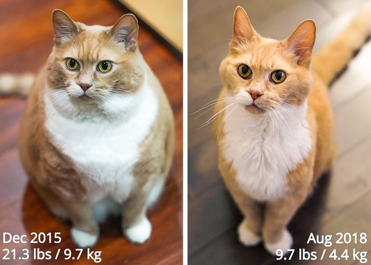 Bật cười với loạt ảnh trước và sau khi giảm cân của chó mèo