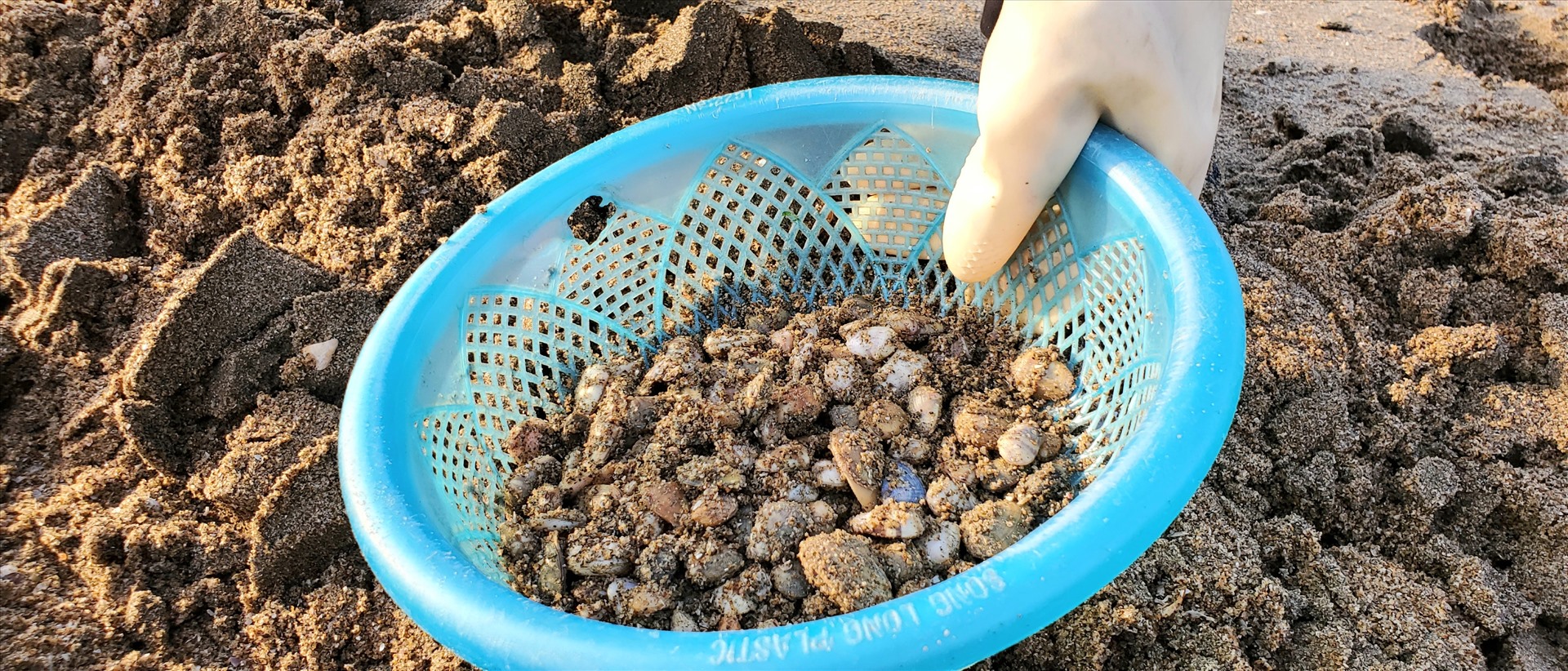 Những con Ngao thấm đẫm mồ hôi của những người mưu sinh. Ảnh: Lê Phi Long