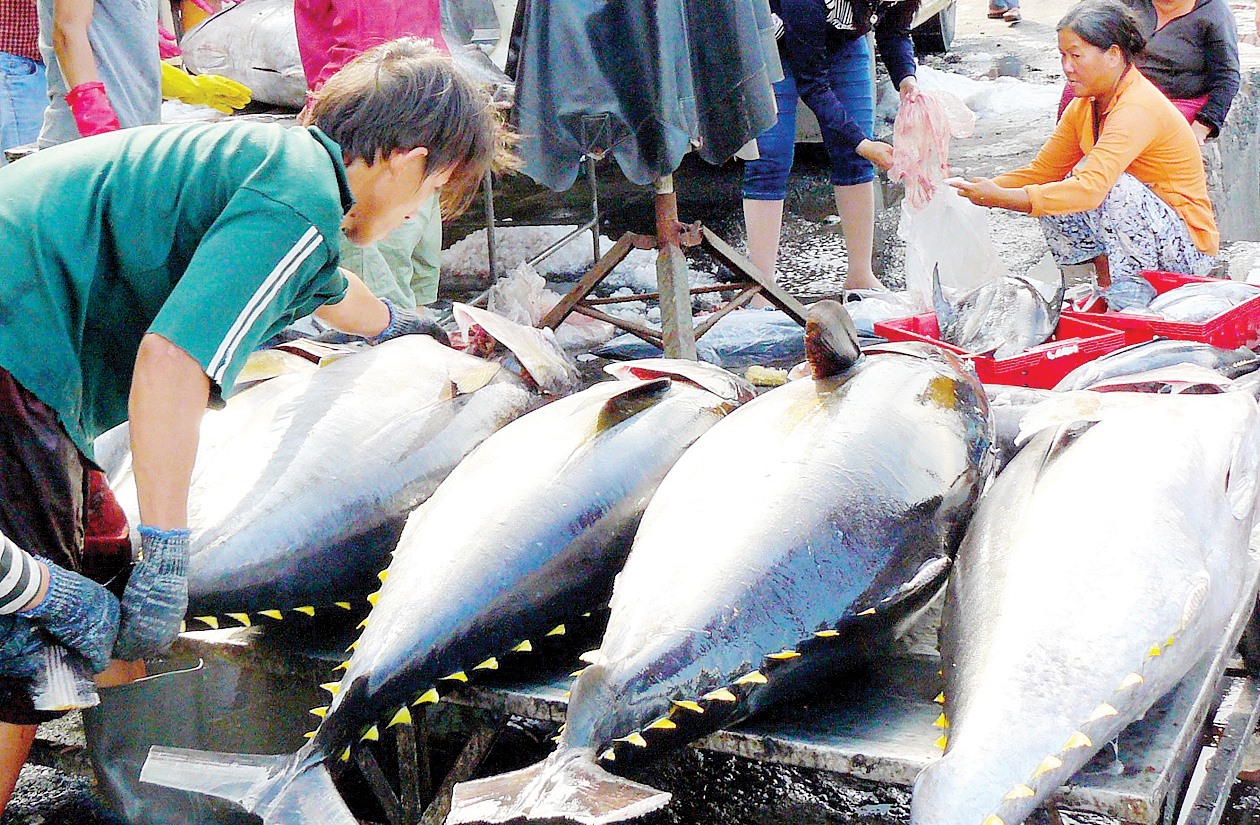 Cá ngừ là mặt hàng hải sản được ưa thích tại thị trường EU. Ảnh: Vasep