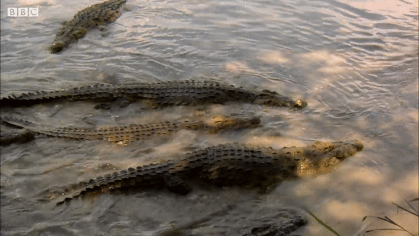 Trên sông Grumeti có khoảng 300 con cá sấu đói, mối nguy hiểm đối với nhiều loài động vật, trong đó có linh dương đầu bò. Ảnh: BBC Earth