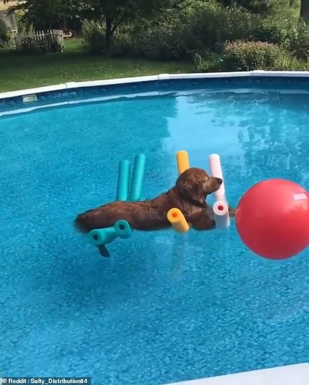 Những chú chó đang bơi lội vui tươi trong hồ làm cho hình ảnh này trở nên vô cùng đáng yêu và thú vị. Hãy xem hình ảnh này và cùng thưởng thức khoảnh khắc tuyệt vời của các chú chó bơi lội nhé!