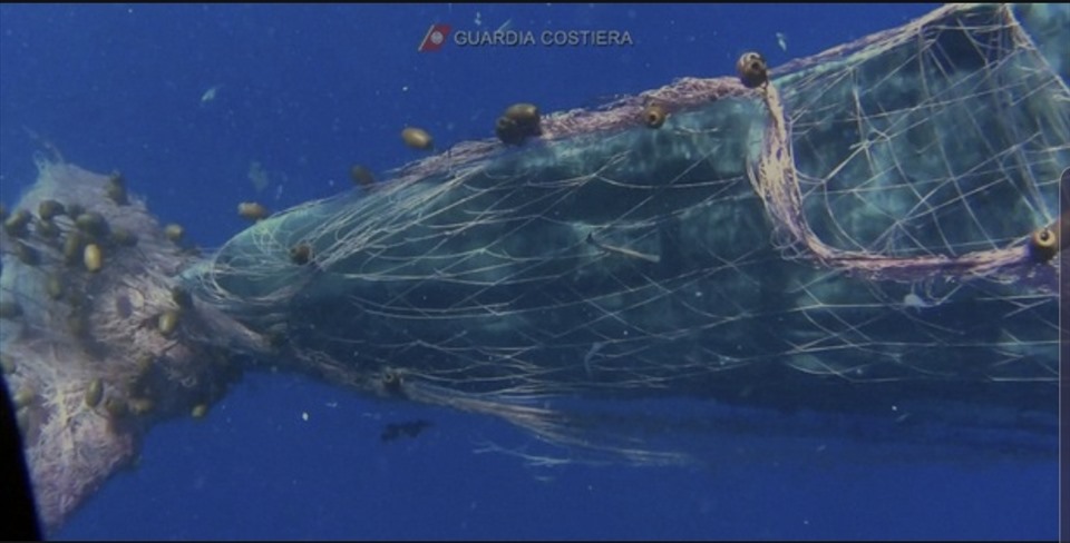 Hình ảnh con cá bị kẹt trong lưới. Ảnh: Italia Cost Guard